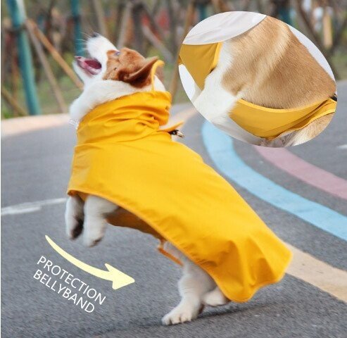 Transparent brim pet raincoat with bellyband